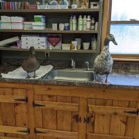 Mohawk Valley Veterinary Services ico