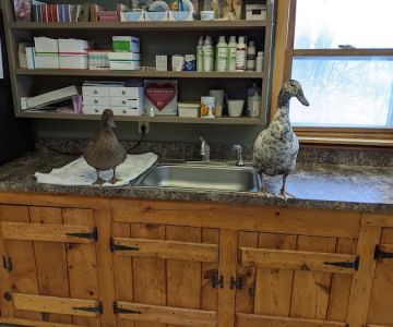 Mohawk Valley Veterinary Services