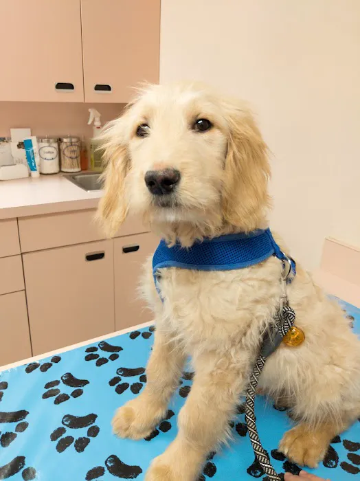 VCA Burrstone Animal Hospital 7