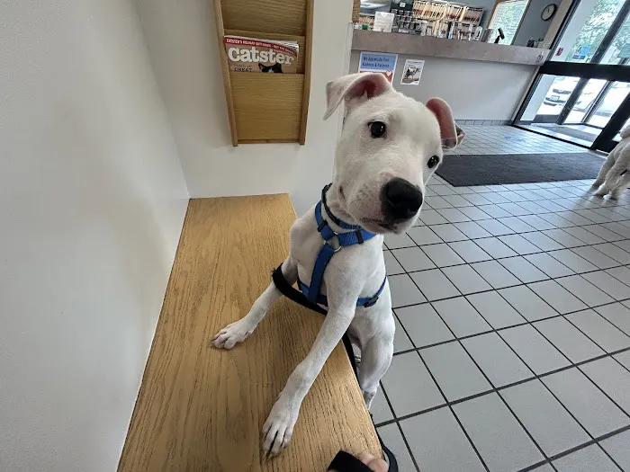 VCA Burrstone Animal Hospital 9
