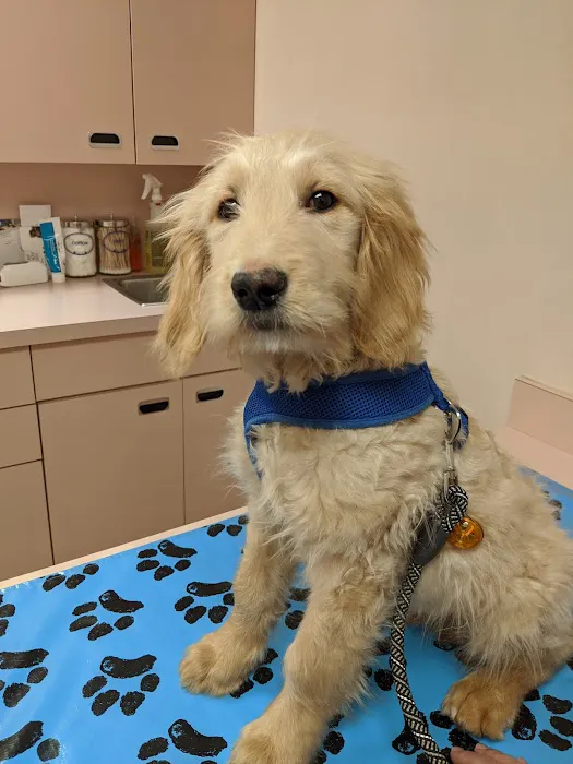 VCA Burrstone Animal Hospital 2