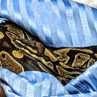 VCA Burrstone Animal Hospital ico