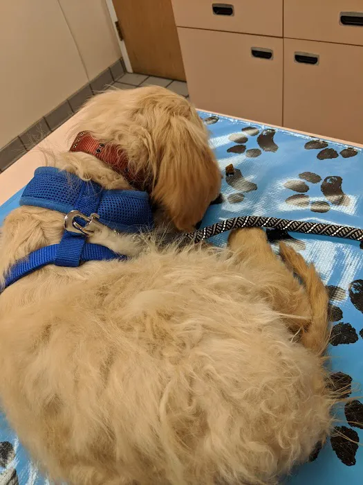 VCA Burrstone Animal Hospital 3