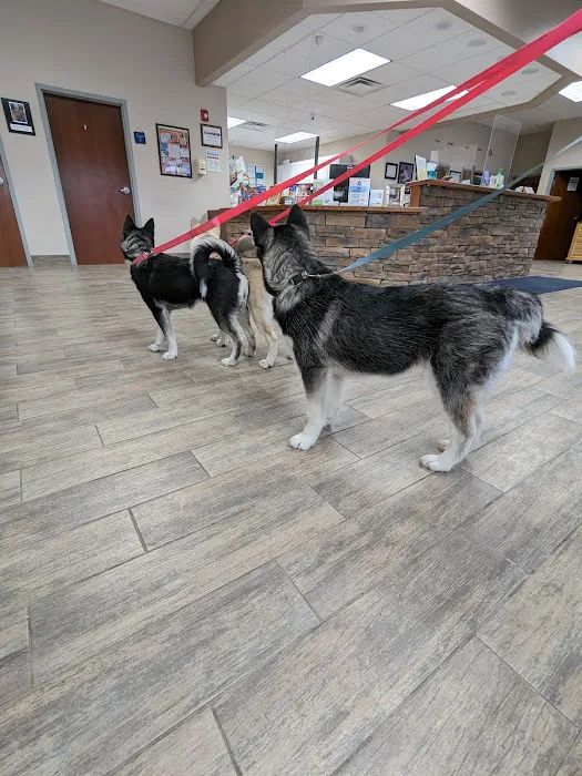 CNY Veterinary Medical Services 9