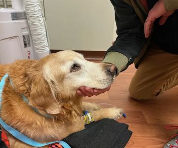 Manlius Veterinary Hospital