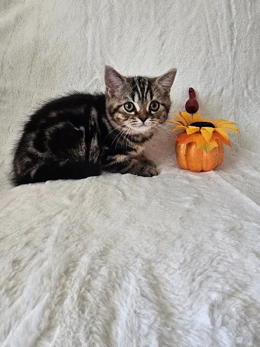 Purrfect Brits British Shorthair Cattery 3