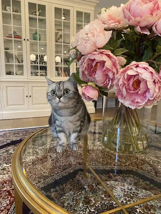 Purrfect Brits British Shorthair Cattery 6