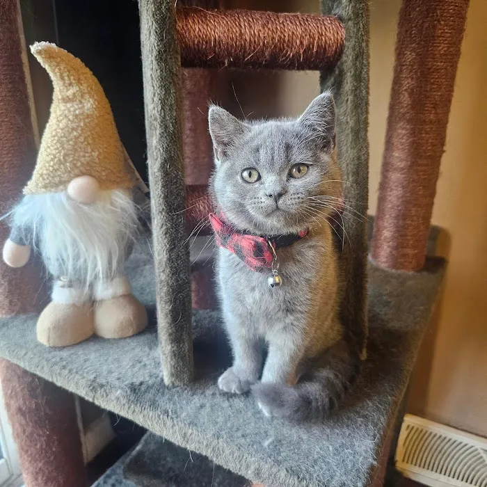 Purrfect Brits British Shorthair Cattery 7