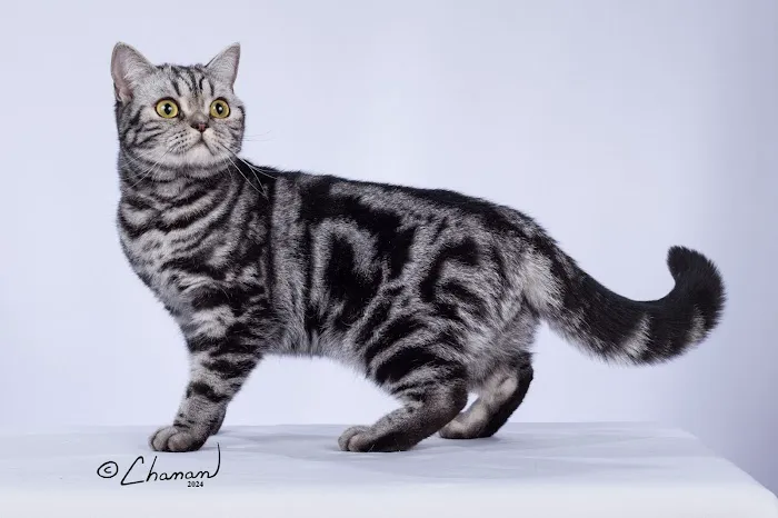 Purrfect Brits British Shorthair Cattery 2
