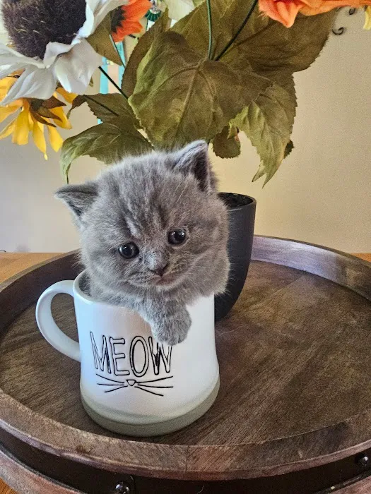 Purrfect Brits British Shorthair Cattery 10