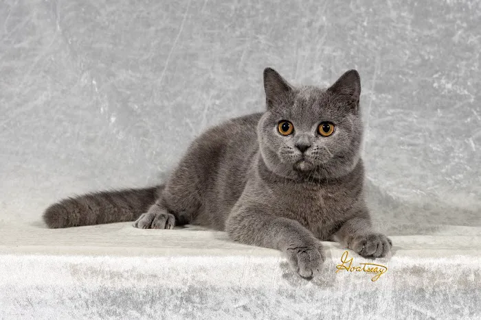 Purrfect Brits British Shorthair Cattery 5
