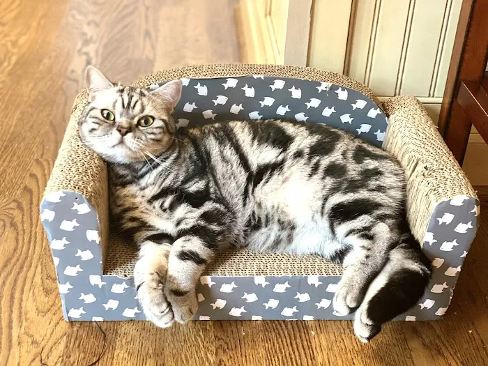 Purrfect Brits British Shorthair Cattery 4
