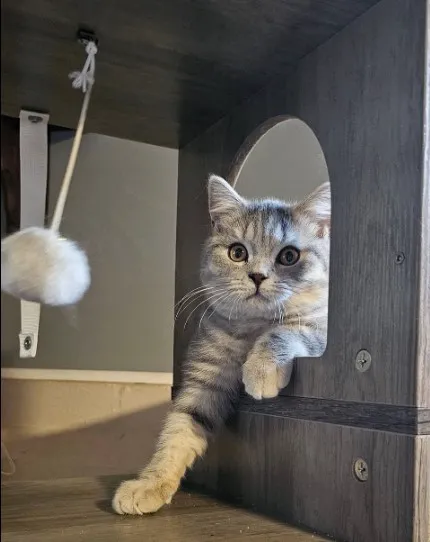 Purrfect Brits British Shorthair Cattery 8