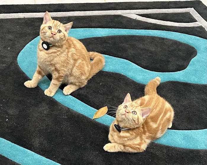 Purrfect Brits British Shorthair Cattery 1