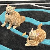 Purrfect Brits British Shorthair Cattery ico