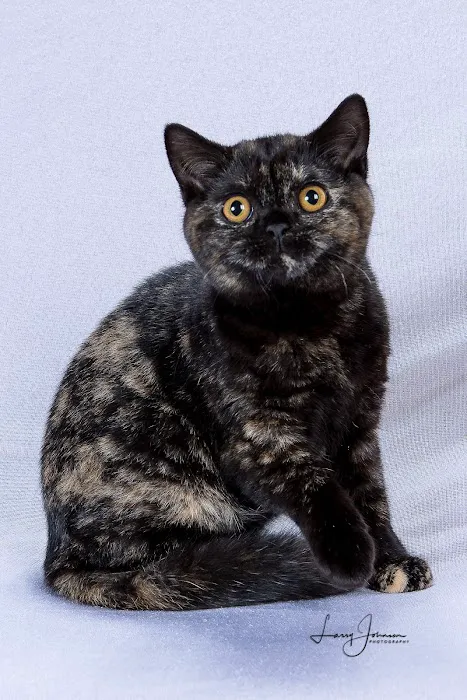 Purrfect Brits British Shorthair Cattery 9