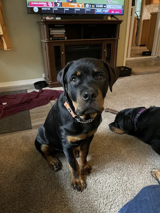 Chittenango Animal Hospital 6