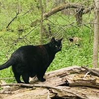 Chittenango Animal Hospital ico