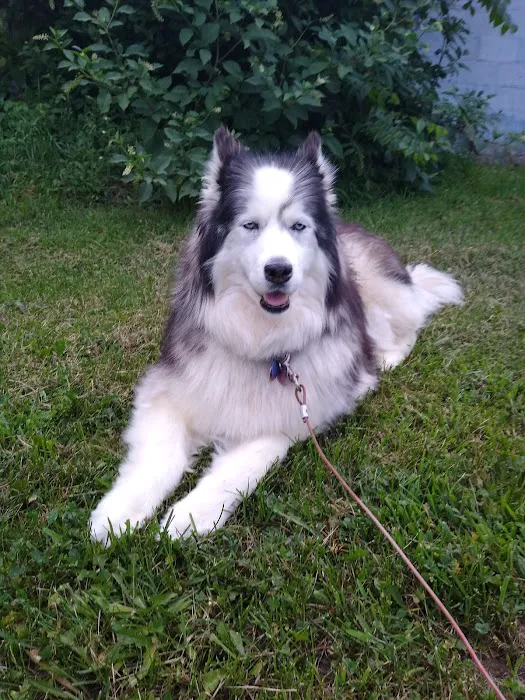 Chittenango Animal Hospital 9