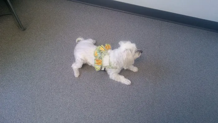 Rockacres Veterinary Hospital 9