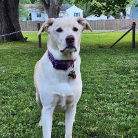 Village Veterinary Hospital ico