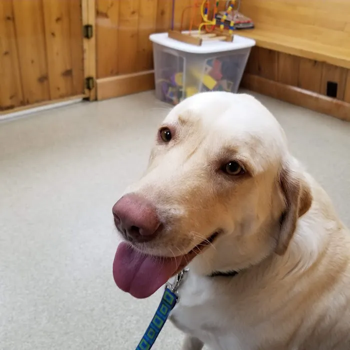 Village Veterinary Hospital 4