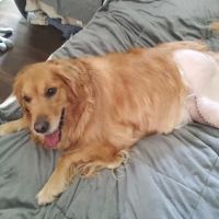 Upstate Veterinary Surgical Center ico