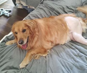 Upstate Veterinary Surgical Center