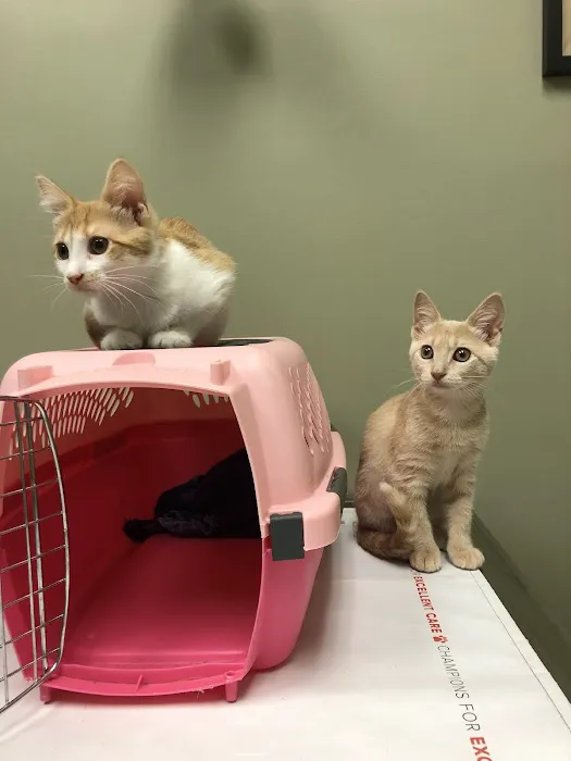 Stack Hospital For Pets 4