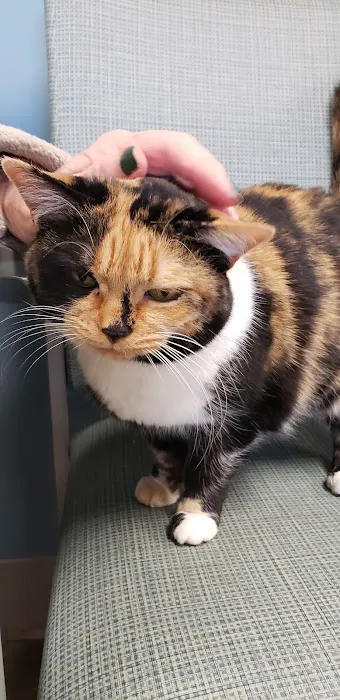 Stack Hospital For Pets 1