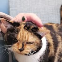 Stack Hospital For Pets ico