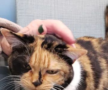 Stack Hospital For Pets