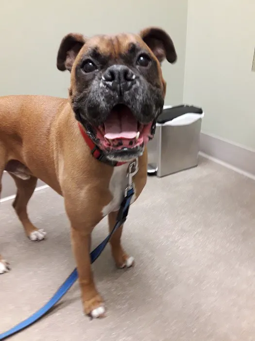 Stack Hospital For Pets 9