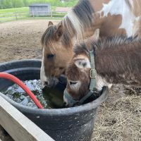 Verona Veterinary Services, P.C. ico