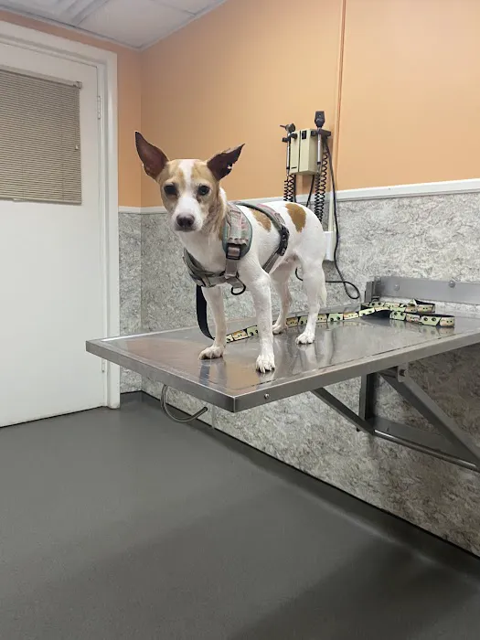 Rome Animal Hospital 1