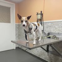 Rome Animal Hospital ico