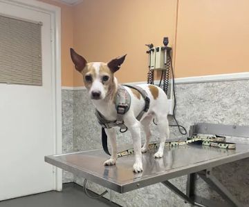 Rome Animal Hospital