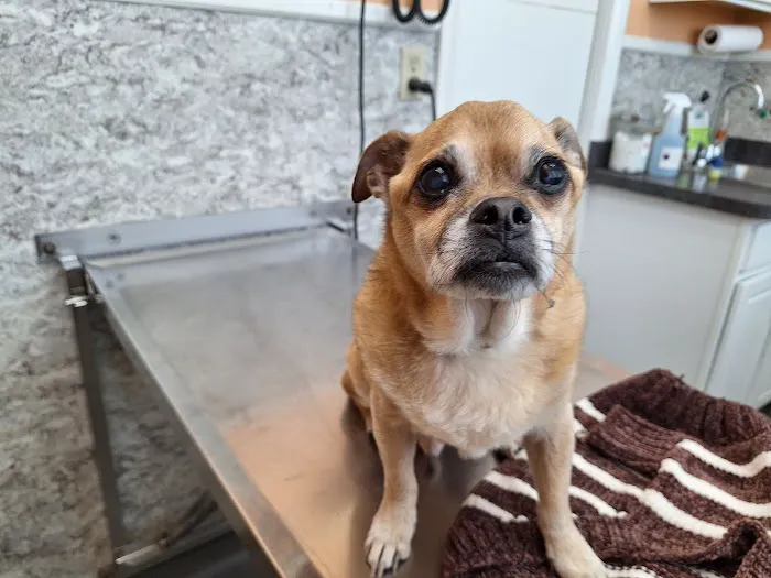 Rome Animal Hospital 6