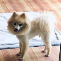 Happy Valley Animal Hospital ico