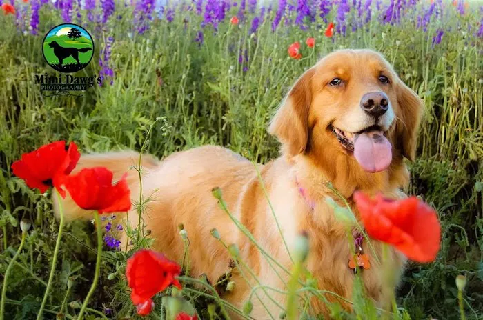Creekside Animal Hospital - Lovell Elias Cynthia DVM 1