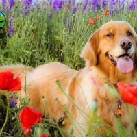 Creekside Animal Hospital - Lovell Elias Cynthia DVM ico