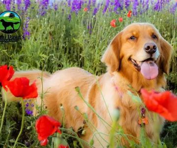Creekside Animal Hospital - Lovell Elias Cynthia DVM
