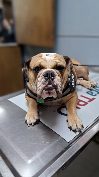 Roanoke Animal Hospital 10