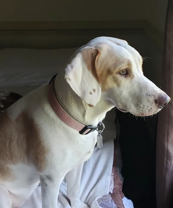 Roanoke Animal Hospital 4