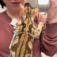 Roanoke Animal Hospital ico
