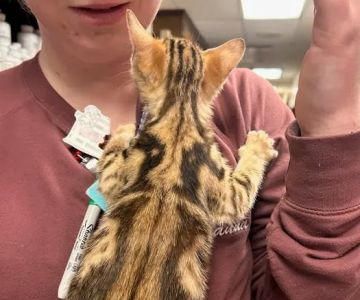 Roanoke Animal Hospital