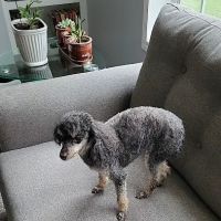 Brunswick Veterinary Clinic ico