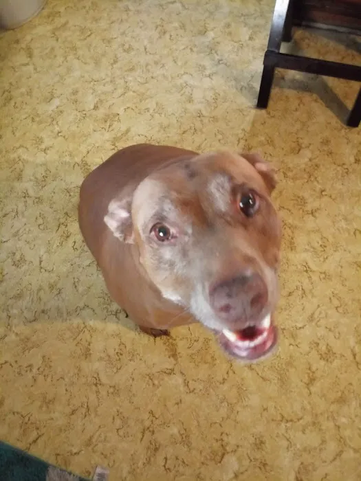 Wallace Animal Hospital 1
