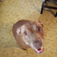 Wallace Animal Hospital ico