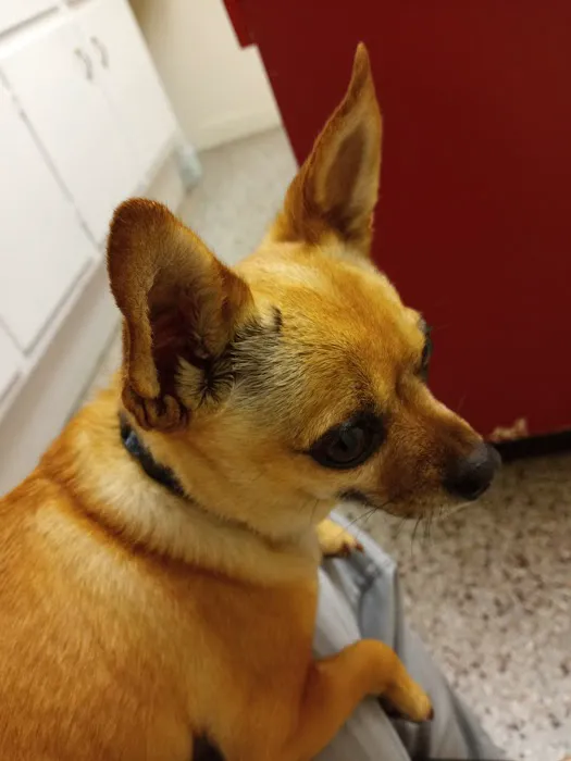 Wallace Animal Hospital 7